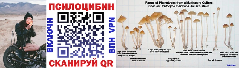 как найти   Тихвин  Псилоцибиновые грибы Psilocybine cubensis 